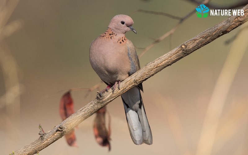 Laughing Dove